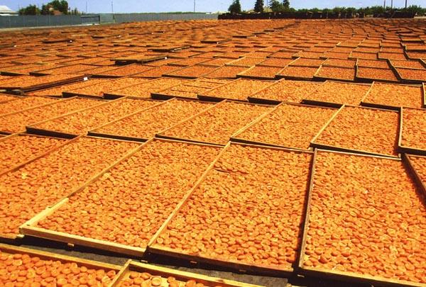 CA Sun Dried Apricots_600x405